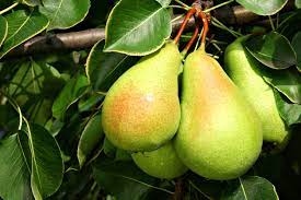 Walnut and chestnut, for example, eventually turn into majestic specimens, but depending on the variety, they may take up to 10 years to bear fruit. Cold Hardy Pear Tree Varieties Types Of Pear Trees For Zone 4 Gardens