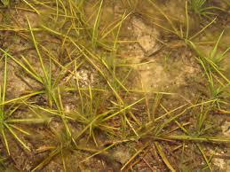 Image result for Isoetes welwitschii