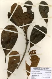 Image result for Uapaca guineensis