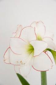 Dwarf Amaryllis Bulbs Dwarf Amaryllis Flowers Amaryllis Bulbs Amaryllis Amaryllis Flowers