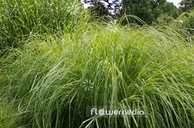 Image result for Themeda triandra