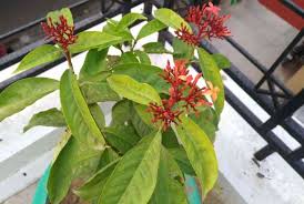 We did not find results for: 20 Permanent Flowering Plants In India That Live All Year Perennials