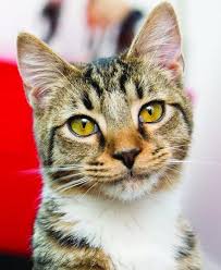 ‪Cats 101: Understanding Basic Cat Behavior | PetSafe®‬‏