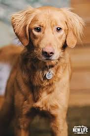 Because we are a small organization with a limited donor base and no government funding, we rely primarily on adoption fees to support our mission. Portland Or Golden Retriever Meet Riley A Pet For Adoption