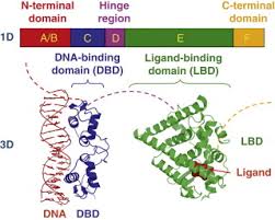 Nuclear Hormone Receptor An Overview Sciencedirect Topics