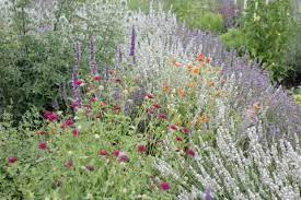 Wie pflanzt man sie ein? Pflanzenwahl Bei Trockenheit Und Hitze Mein Schoner Garten