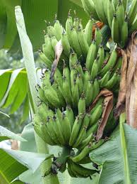 Image result for matooke