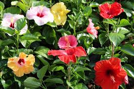 Hibiskus Sorten Die Schonsten Winterharte Arten Hibiskus Winterhart Hibiskus Winterharte Pflanzen