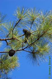 Image result for Pinaceae
