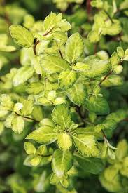 Image result for Pittosporum tenuifolium