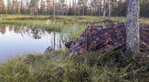 Naturephotographer At Work By Using The Buteo Photo Gear Falco It S Possible Making Stunning Results Naturephotogr Nature Photography Bird Photography Photo
