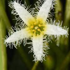 Image result for Nymphoides brevipedicellata