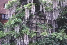 Online Plant Guide Wisteria Floribunda Wisteria Wisteria Plant Planting Vines Wisteria