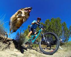 Trail Dog Bicicletas Trek Bicicleta De Descenso Bicicletas Mountain Bike