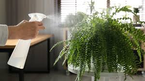The diversity of type of ferns lends difficulty to the decision which to grow… as indoor plants in pots or in hang baskets. How To Care For Indoor Ferns 9 Fern Varieties To Grow Indoors 2021 Masterclass