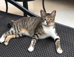 Have You Seen Jerry A Missing Shorthair Cat Lost At Rhu Cross Road Cross Road Cats American Shorthair