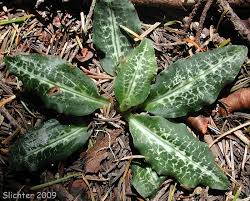 Image result for Goodyera