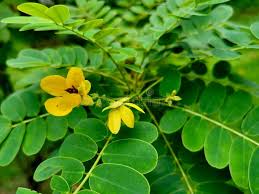 Image result for Senna obtusifolia