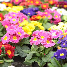 Primrose F1 Primus Early Flowering Tray Of 40 Plug Plants Brookside Nursery