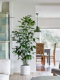Image result for Caryota