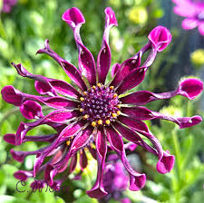 Osteospermum is a magnificent perennial with flowers that are just as. Osteospermum Ecklonis Hybrids Growing Propagating Hardy Spreading Daisy Flowers