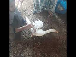 We did not find results for: Ù†Ø³Ø§Ø¡ ØªØ°Ø¨Ø­ Ø§Ù„Ø¨Ø· OÂªou Usu U O O O OÂªo O O O U OusuË†o U O OÂª Ø£Ø³Ù‡Ù„ ÙˆØ§ÙØ¶Ù„ Ø·Ø±ÙŠÙ‚Ø©Ø°Ø¨Ø­ Ø£ÙƒØ¨Ø± Ø¯ÙƒØ± Ø¨Ø· Ø§Ù„Ø¨Ø· ÙØ§Ù„Ø¨ÙŠØª Ù„ÙˆØ­Ø¯Ùƒ Ø¨Ø¯ÙˆÙ† Ù…Ø³Ø§Ø¹Ø¯Ù‡ Ø­Ø¯ ÙˆØ¨ÙƒÙ„ Ø³Ù‡ÙˆÙ„Ù‡ Ù…Ø¹ Ø§Ù… Ù…Ø±ÙŠÙ… ÙˆØ§ÙÙƒØ§Ø±Ù‡Ø§ Pangestu S Info