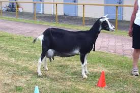 Torunoglu Halep Sami Saanen Keci Ciftligi Saanen Damascus Goats Saanen Keci Halep Kecisi Sam Kecisi Satilik Halep Kecisi Damascus Kecis Keciler Halep