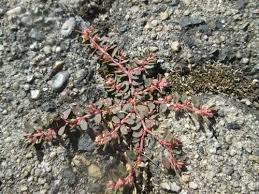 Image result for Euphorbia inaequilatera