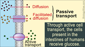 Passive Transport And Active Transport Passive Transport Cell Transport Chemical Energy