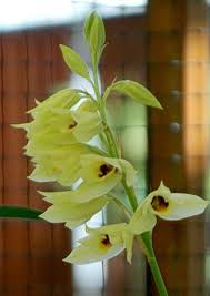 Image result for Disa welwitschii