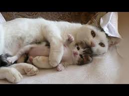 Children get to learn good habits, safety knowledge, letters, colors, numbers and more by singing and dancing with our characters! Mother Cats Taking Care And Protecting Their Cute Kittens Safety Mom Cat And Kitten Compilation Youtube