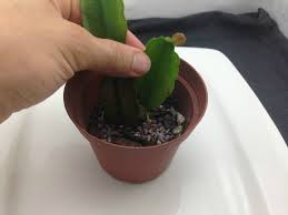 We all know cacti come from the desert. Growing Christmas Cactus And Amaryllis Mike S Backyard Nursery