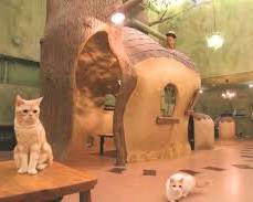Cat Cafe てまりのおうち 大阪市の画像