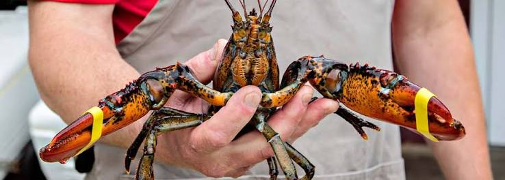 The History of the Lobster: How Lobster Went From “Cockroach of the Sea” to  Decadent Dinner - Pine Tree Seafood