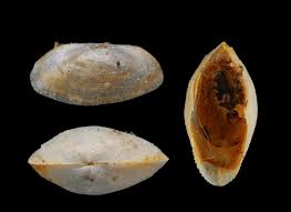 Image result for Galeomma