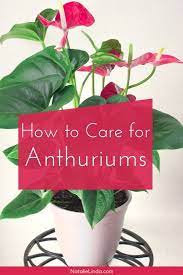 Learn How To Care For An Anthurium The Prettiest Houseplant Anthuriums Are Perfect For Indoor Gardens A Gardening For Beginners Anthurium Plant House Plants