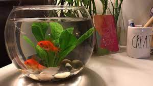 Can Guppies Live In A Bowl Archives Serendipity Wave