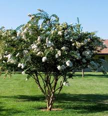 Fall color is not very impressive because the tree is. Acoma Crape Myrtle Myrtle Tree Crepe Myrtle Trees Crape Myrtle