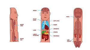 Acupuncture Points 3 Body 1 Ear Charts Set Of 4 Free