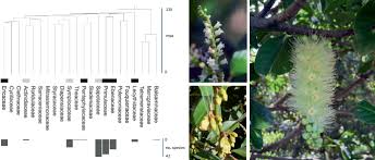 Image result for Aneilema lanceolatum