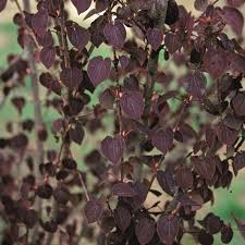 Image result for Rastrophyllum pinnatipartitum