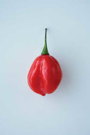 Chile Pepper Guide Stuffed Peppers Chile Pepper Stuffed Sweet Peppers