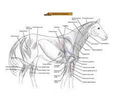 Equine Anatomy Chart Bones Muscles German