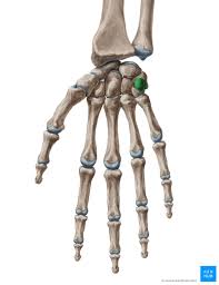 Image result for Pisiform Bone