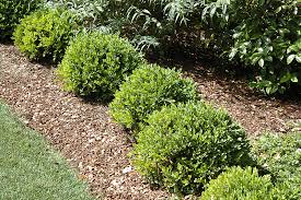 Box Green Velvet 2 5 Lurvey Landscape Supply