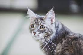 猫の耳毛「リンクスティップ」とは？役割や処理について紹介 | ペットショップ 犬の家&猫の里 | 子犬だけでなく子猫の情報もたくさん