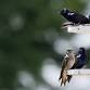 All About Purple Martins — T. Gilbert Pearson event image