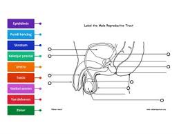 Sistem reproduktif lelaki lelaki mempunyai testis yang menghasilkan sperma. 42 Sistem Pembiakan Lelaki Dan Wanita Sumber Pengajaran
