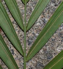 Image result for Roystonea oleracea