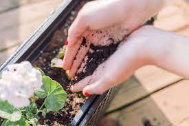 We use a mix of crushed egg shells and coffee grounds in every planting. How To Use Coffee Grounds In Your Garden